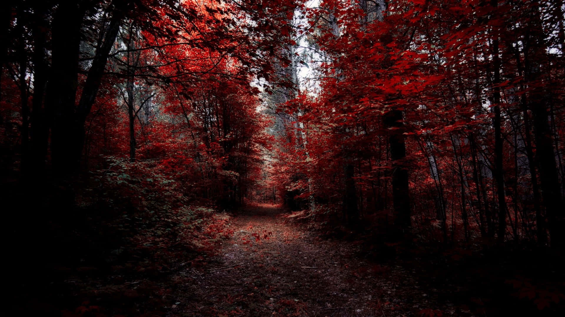 Crimson_ Forest_ Pathway_ Dark_ Fall_ Aesthetic Wallpaper