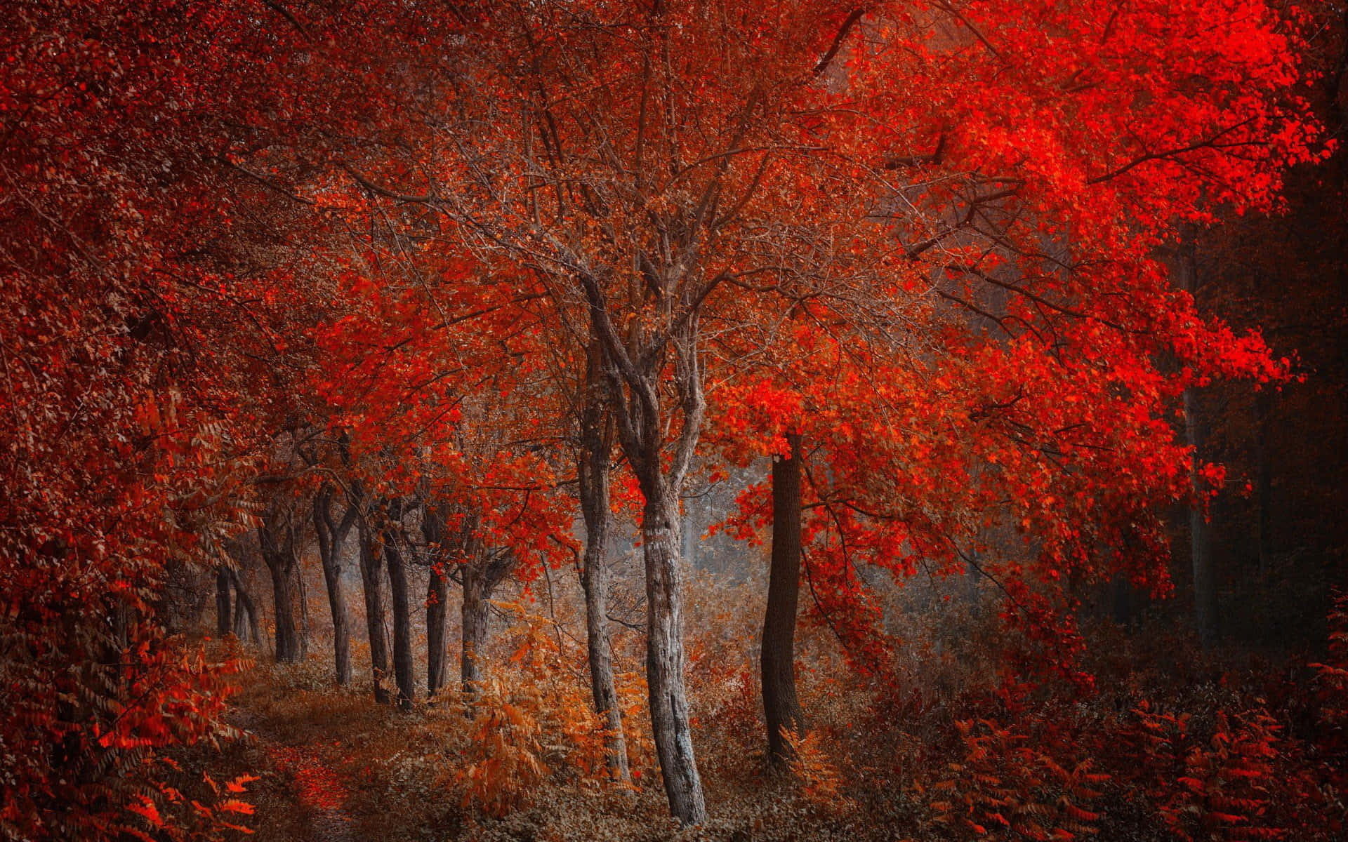 Crimson_ Forest_ Pathway.jpg Wallpaper