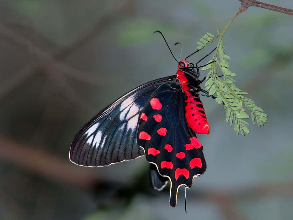 Crimson Spotted Swallowtail Butterfly Wallpaper