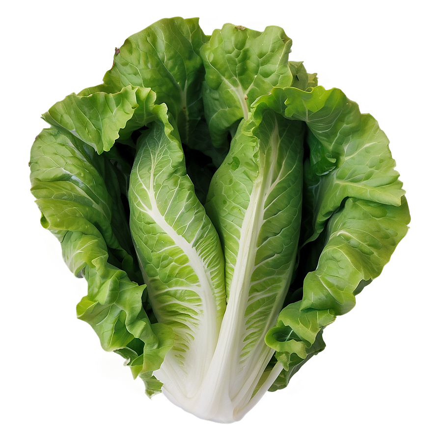 Download Crinkly Lettuce Png 05242024 | Wallpapers.com