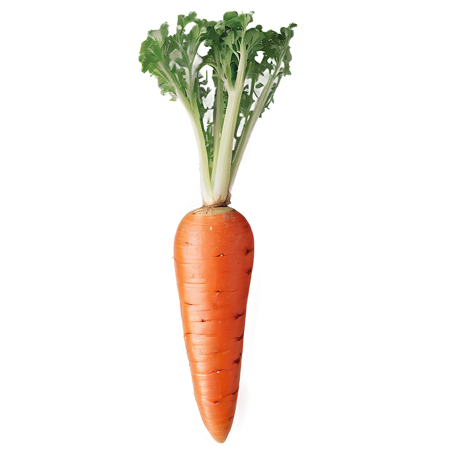 Crisp Carrot Png Jsl PNG