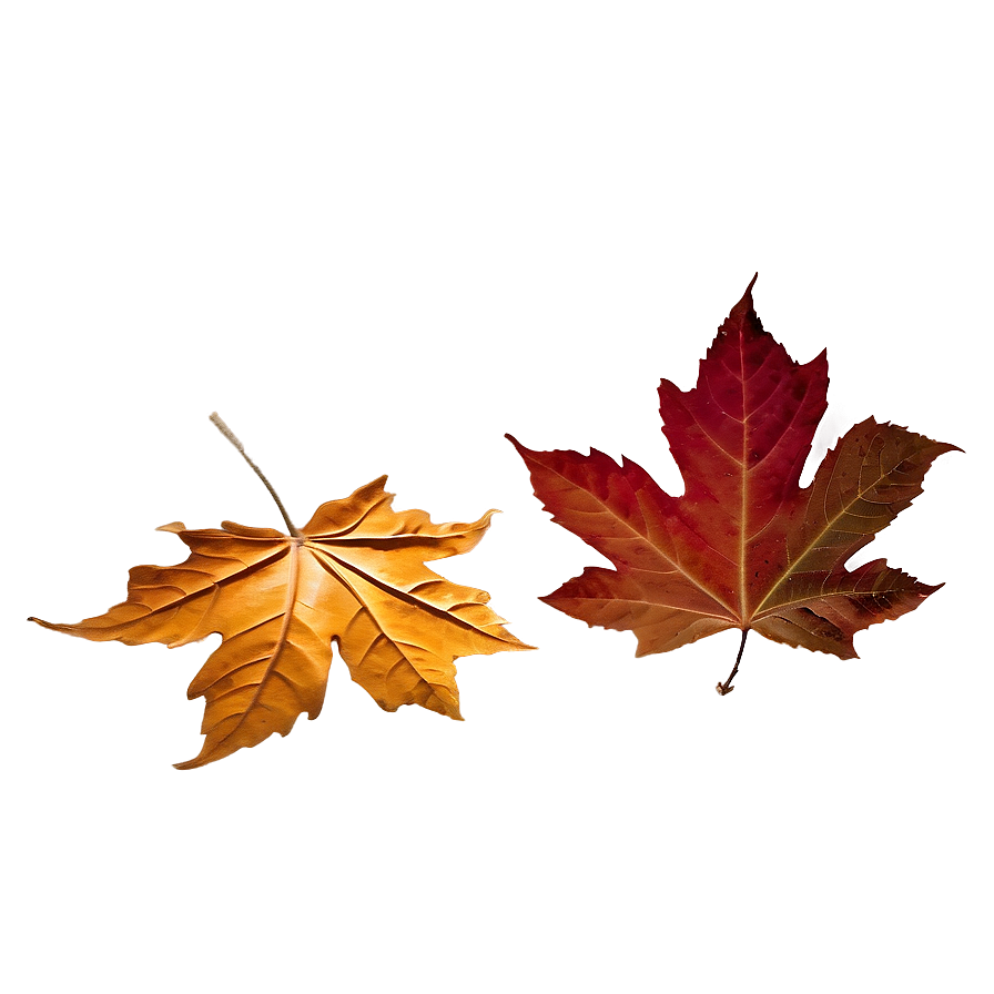 Download Crisp Fall Leaves Png Snw | Wallpapers.com