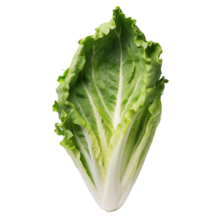 Download Crisp Lettuce Leaf Png 34 | Wallpapers.com