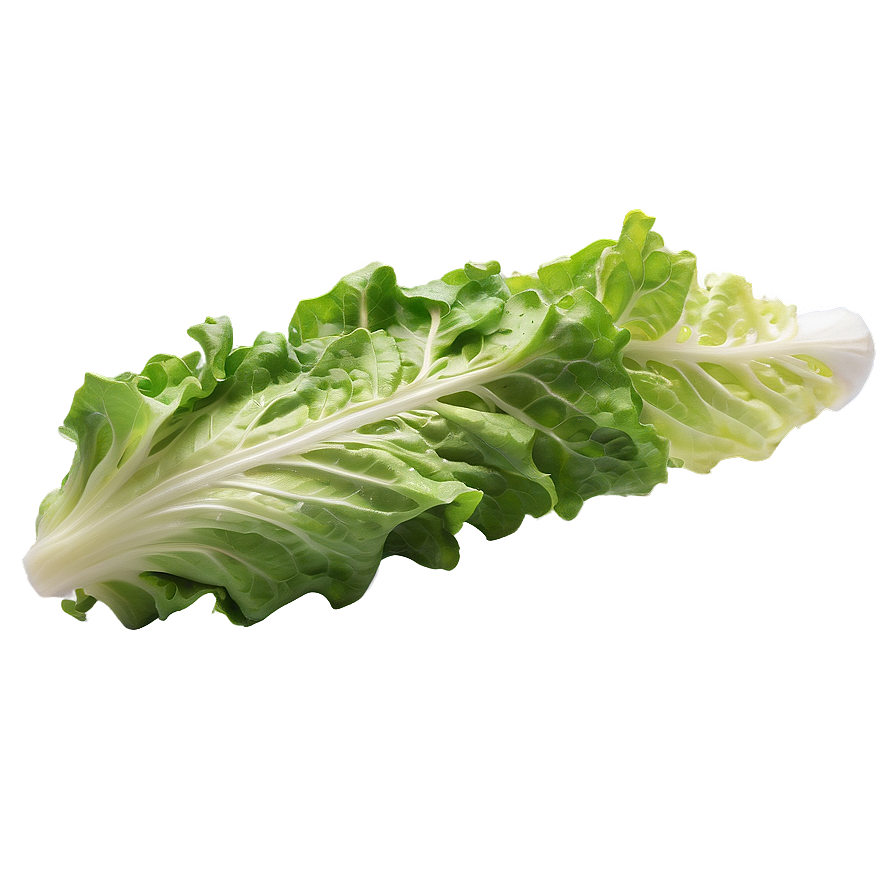 Crisp Lettuce Leaf Png 70 PNG