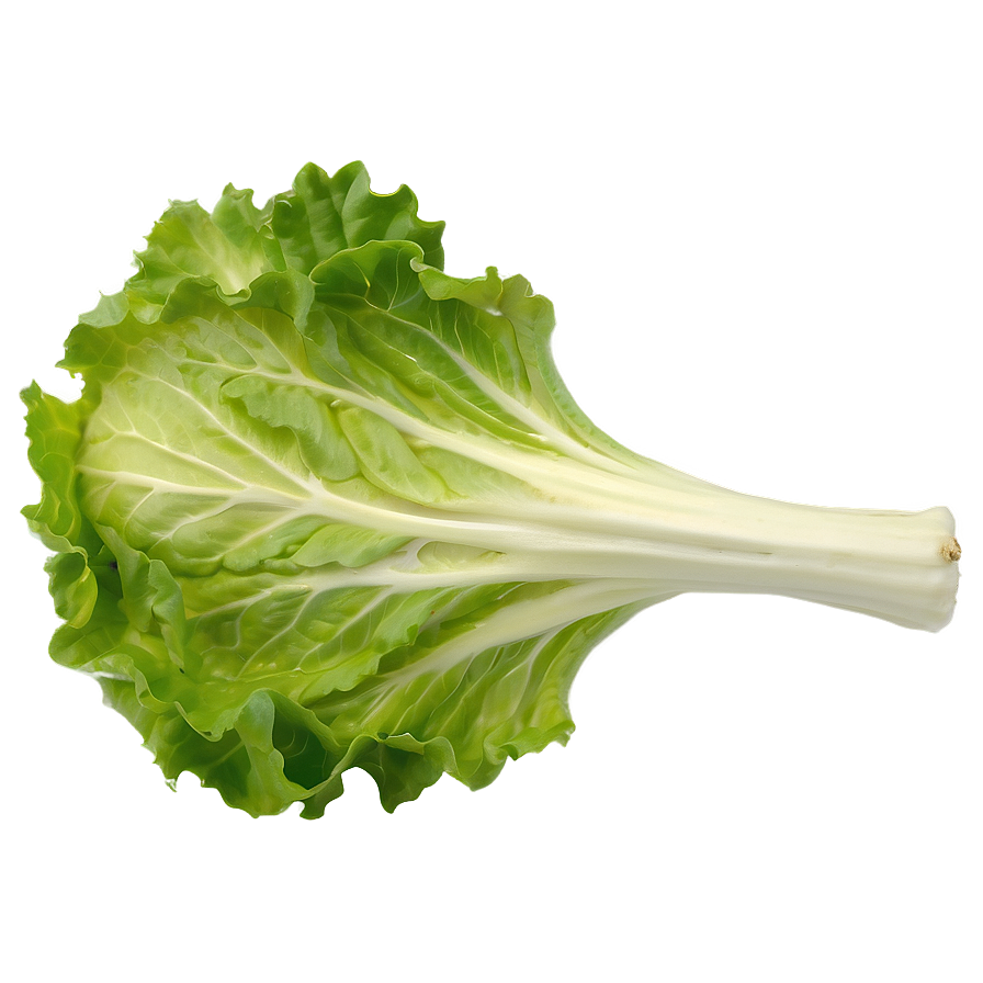 Crisp Lettuce Leaf Png Qjs15 PNG