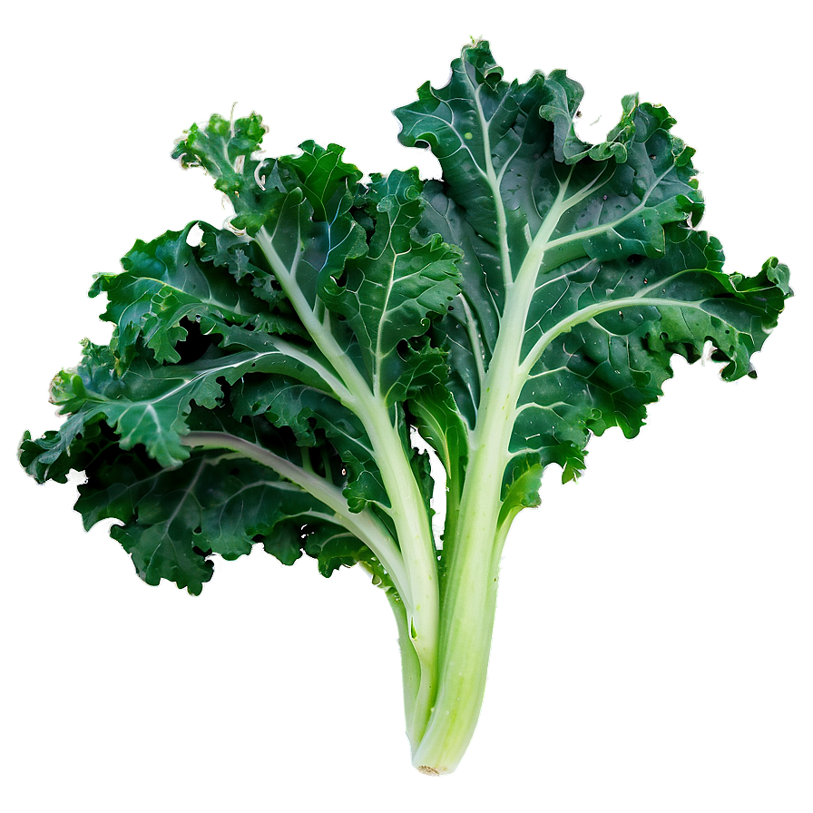 Crispy Kale Png 06252024 PNG