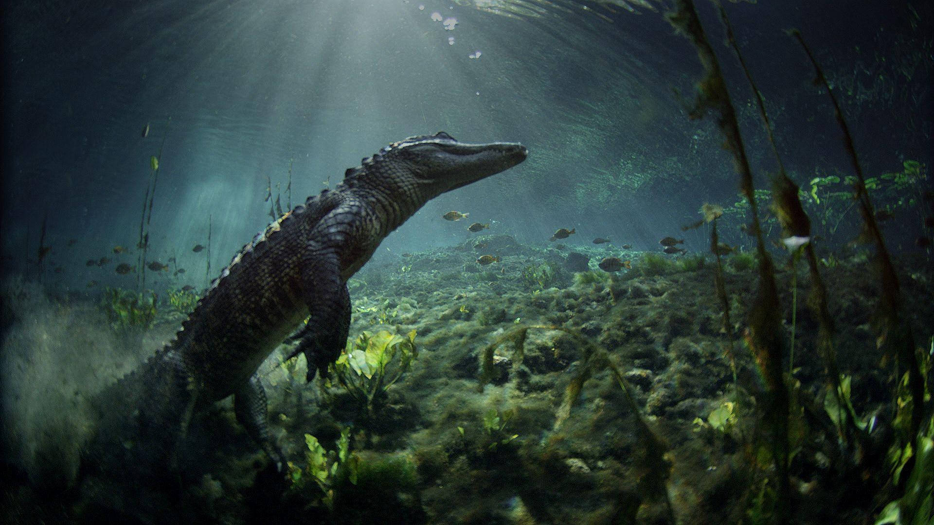 Crocodile At Everglades National Park Wallpaper