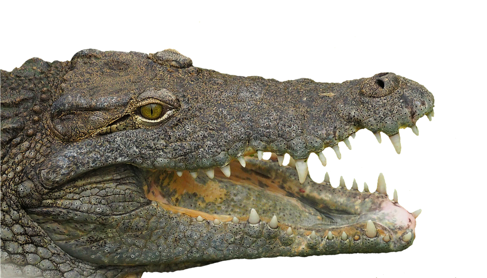 Crocodile Close Up Portrait PNG
