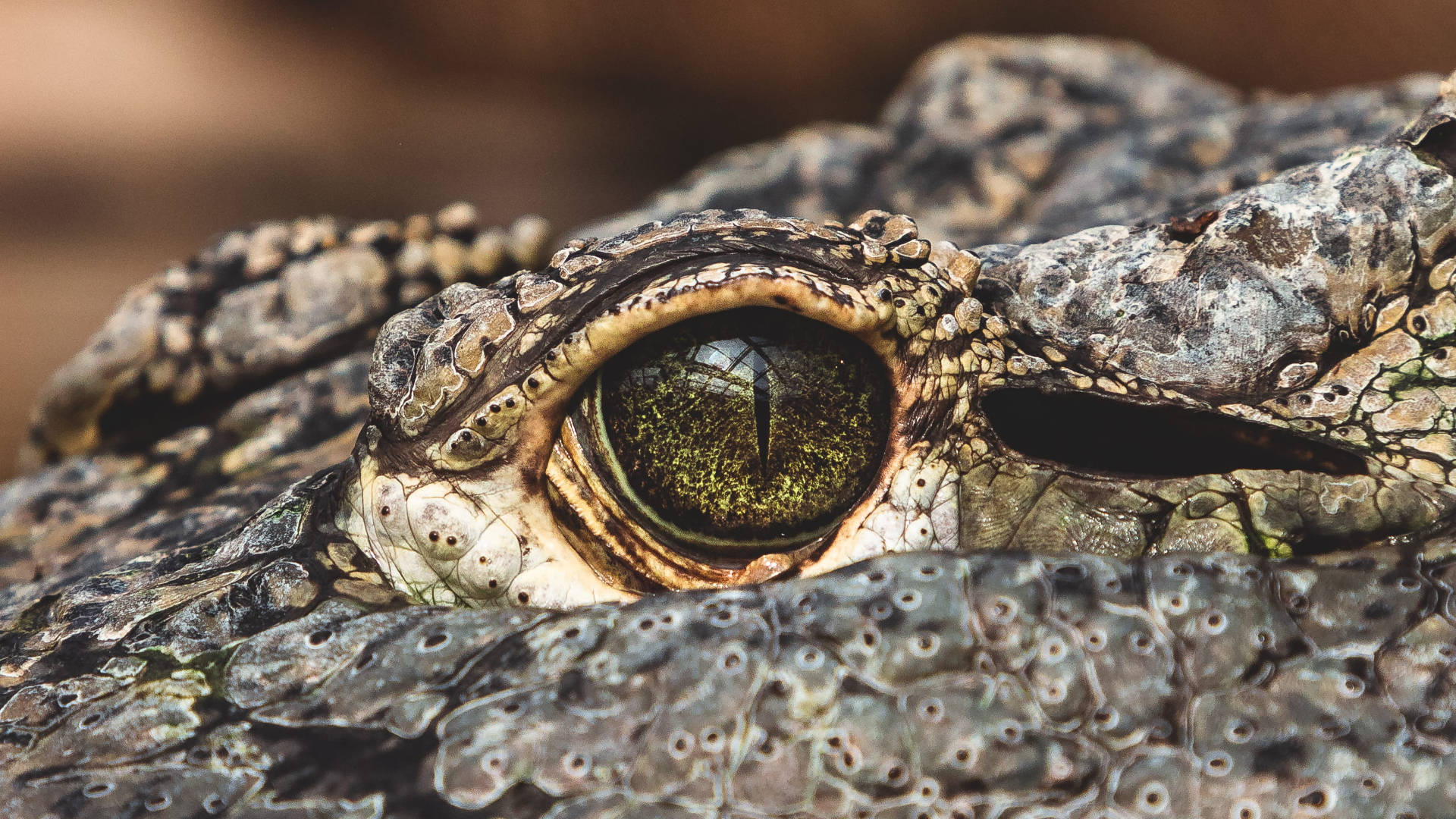 Crocodile Eyes Everglades National Park Picture