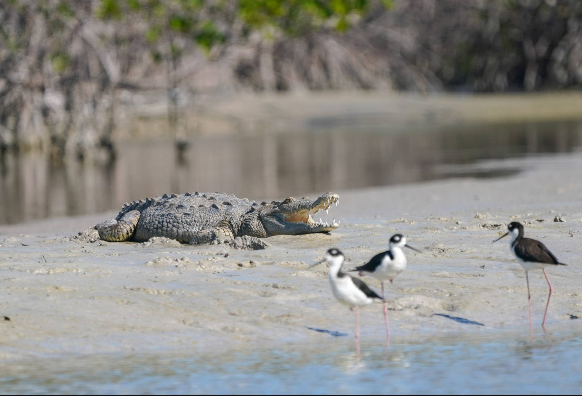 Crocodile On Mud Everglades National Park Wallpaper