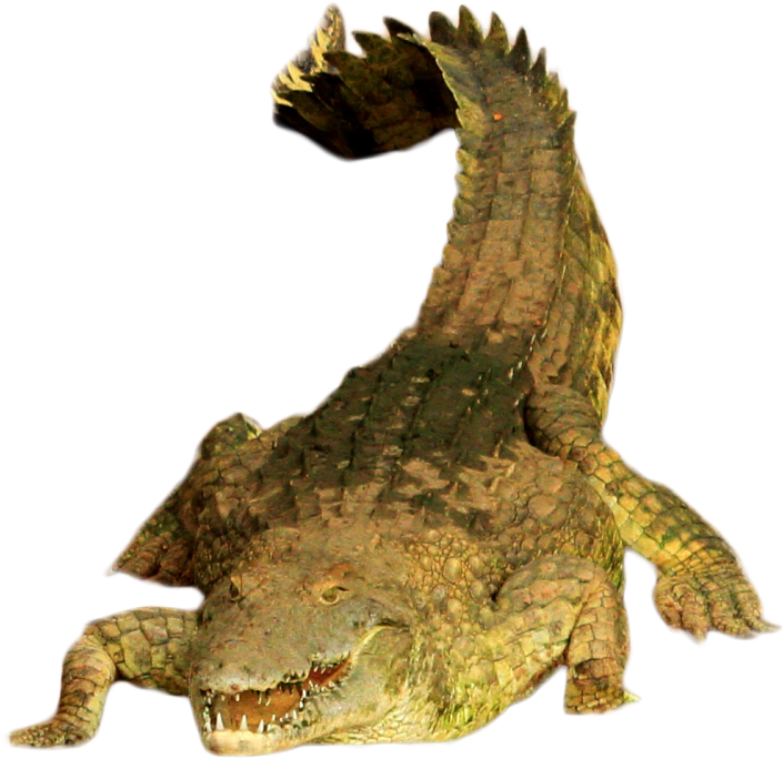 Crocodile Open Mouth Pose PNG