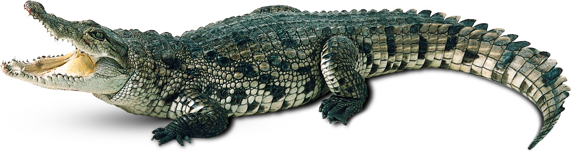 Crocodile Open Mouth Profile PNG