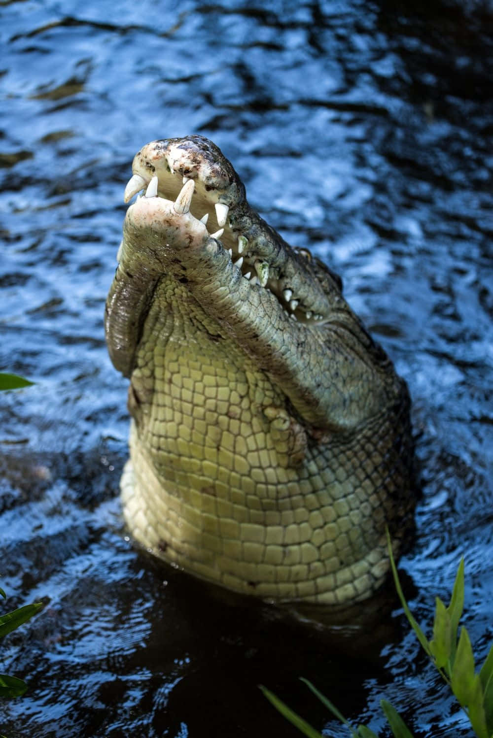 Flytandebild Av Vild Sjö Krokodil