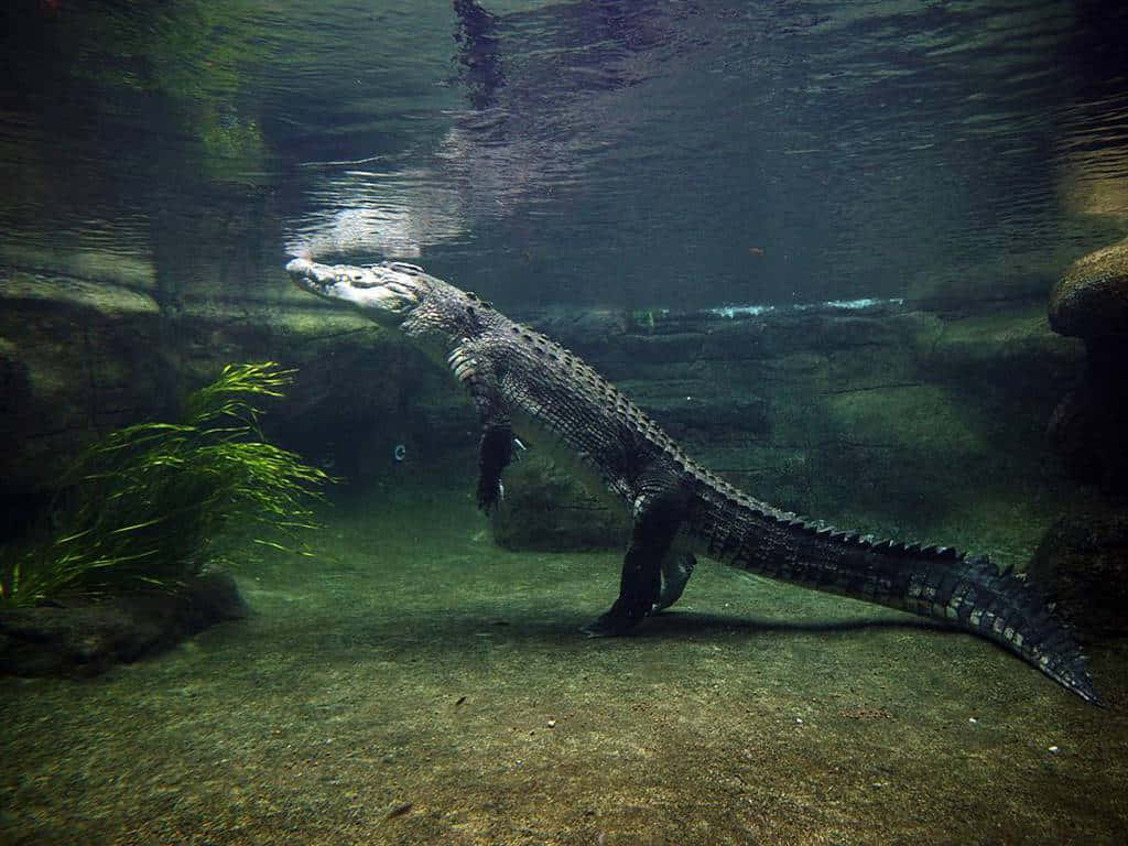 Sottol'acqua, Immagine Di Un Coccodrillo.