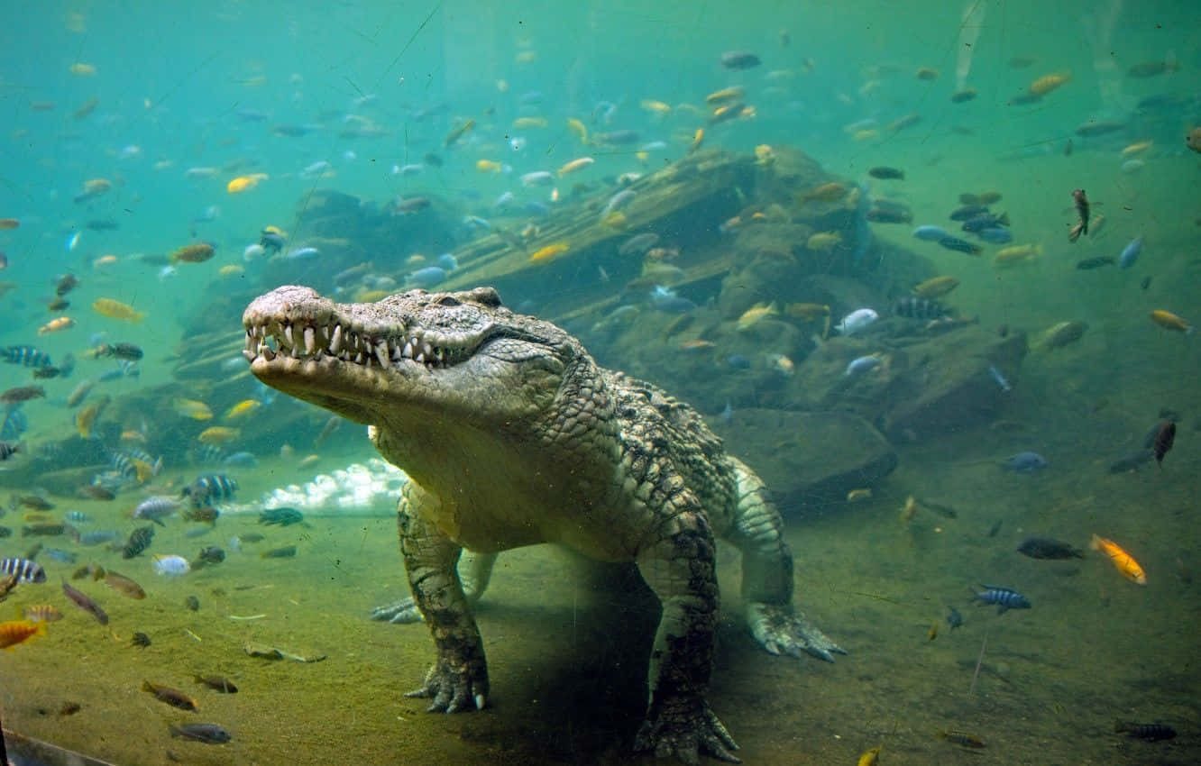 Immaginedi Un Coccodrillo Selvaggio Che Nuota Tra I Pesci