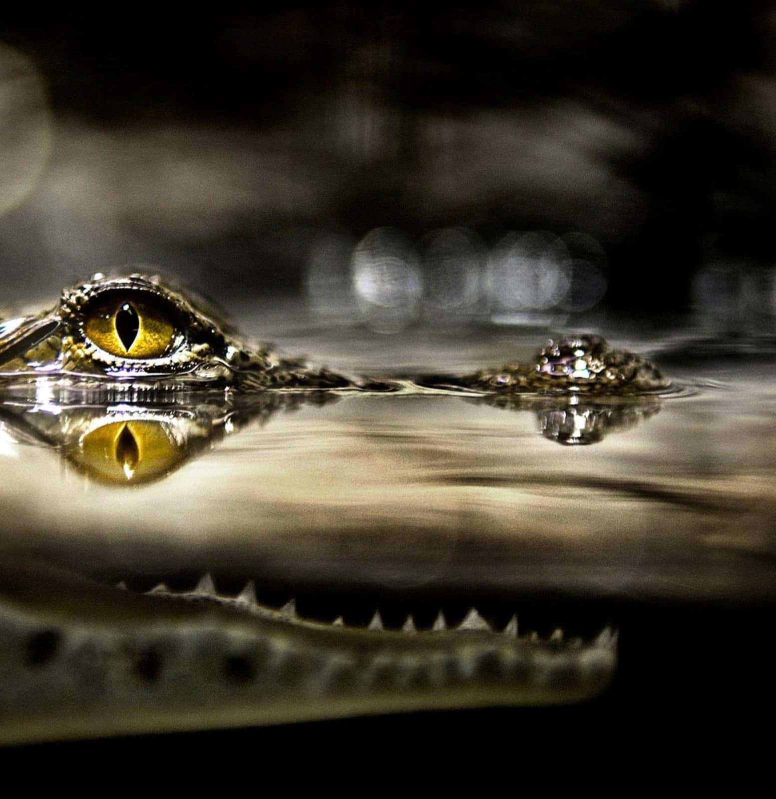 Snyggbild På Krokodil Med Coola Gröna Ögon.