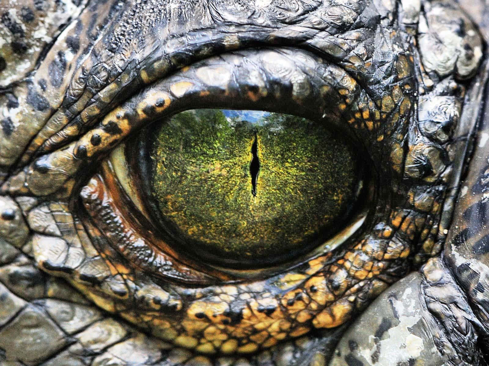 Krokodilgrönt Öga Detaljer Bild