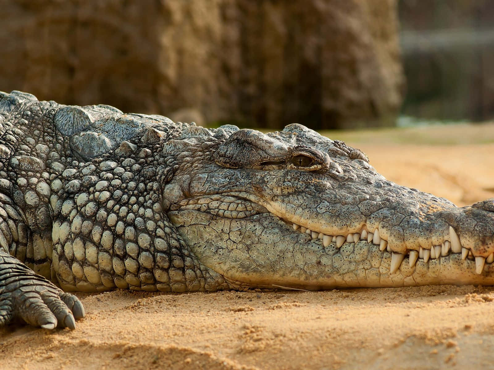 Big Crocodile Napping Scales Picture