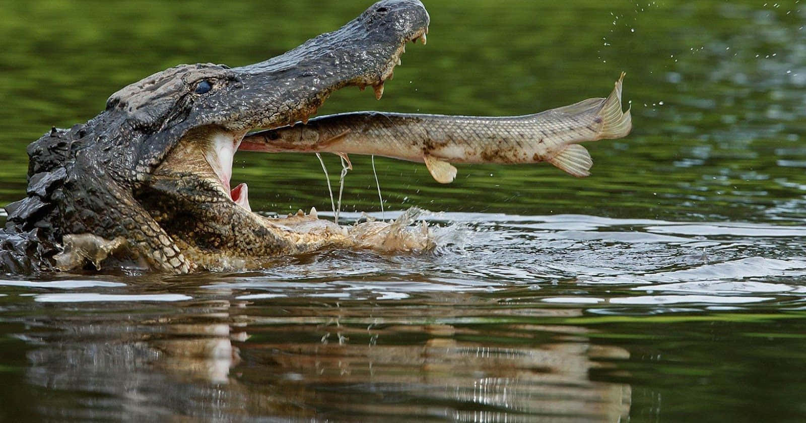 Immaginedi Un Coccodrillo Selvaggio Che Mangia Un Pesce