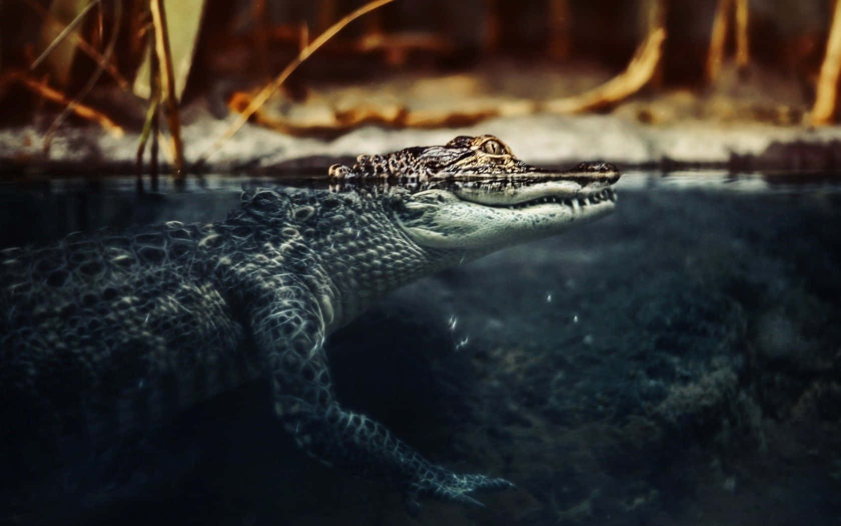 Crocodile Swimming Dark Blue Picture
