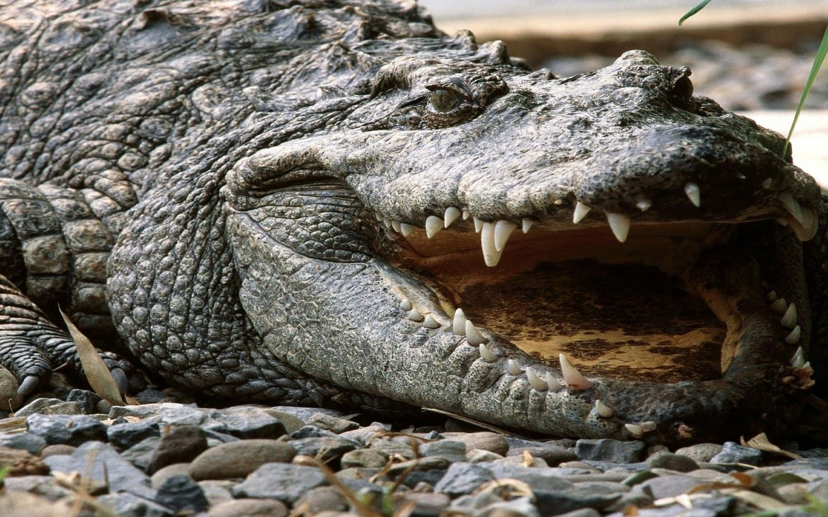 Stunning Wildlife Photography - Majestic Crocodile Lounging in Natural Habitat