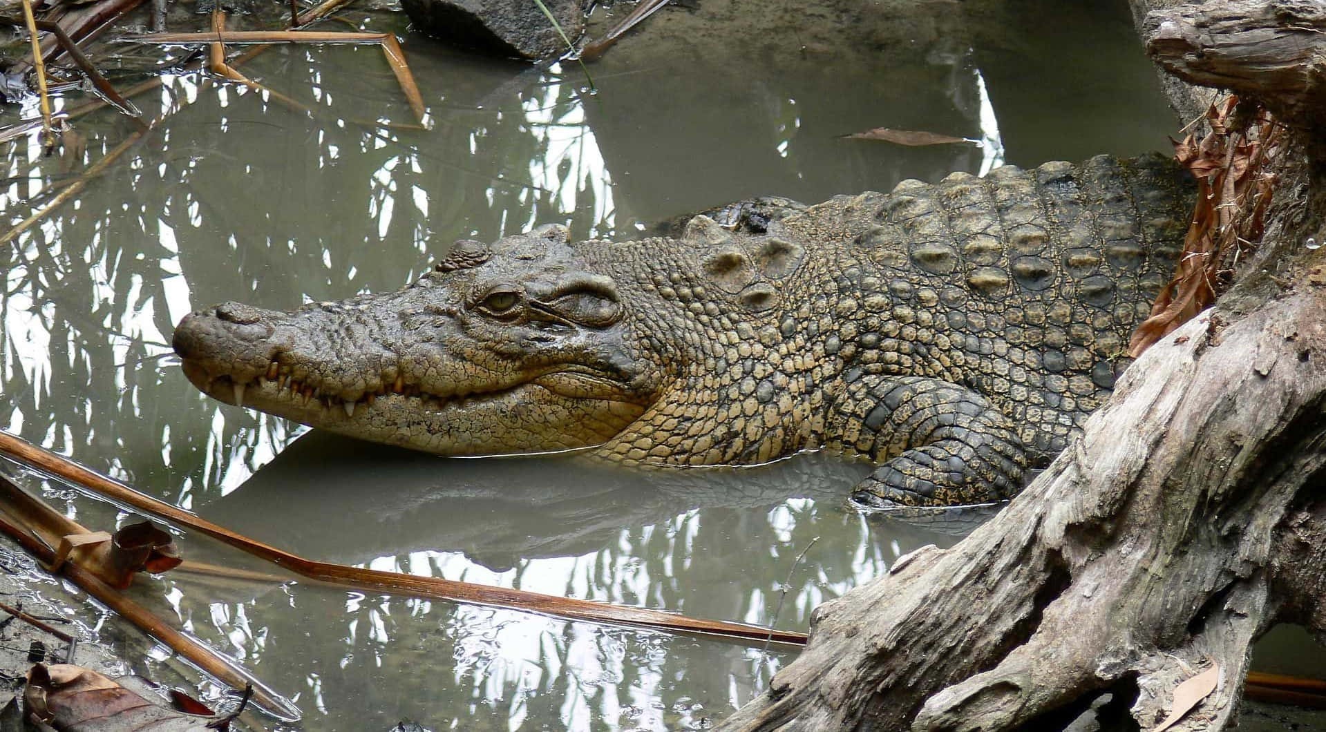 Huge Crocodile Muddy Puddle Picture
