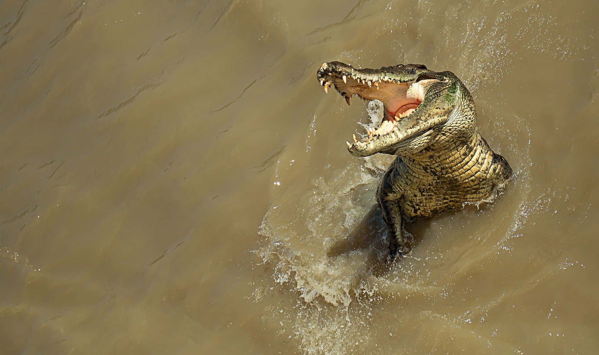 Crocodile Jumping Water Food Picture