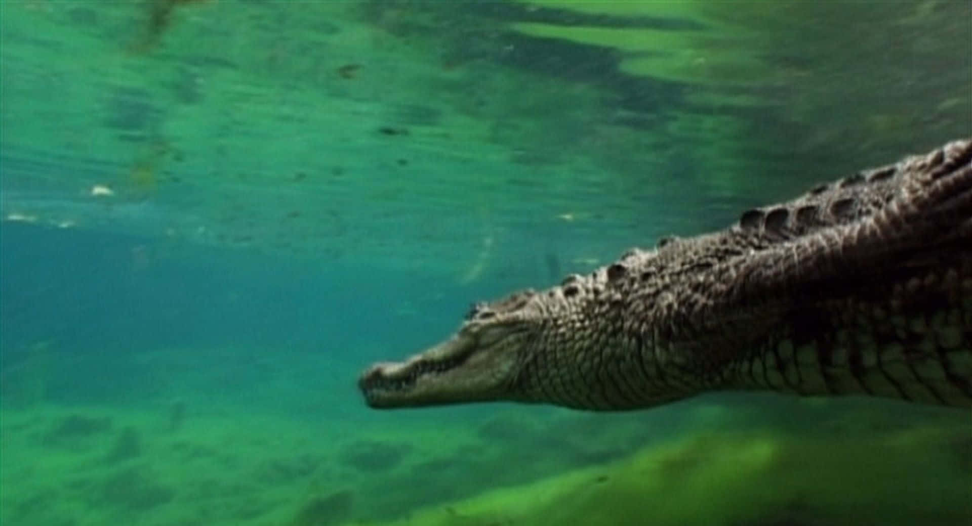 Simningunder Vatten Krokodil Bild