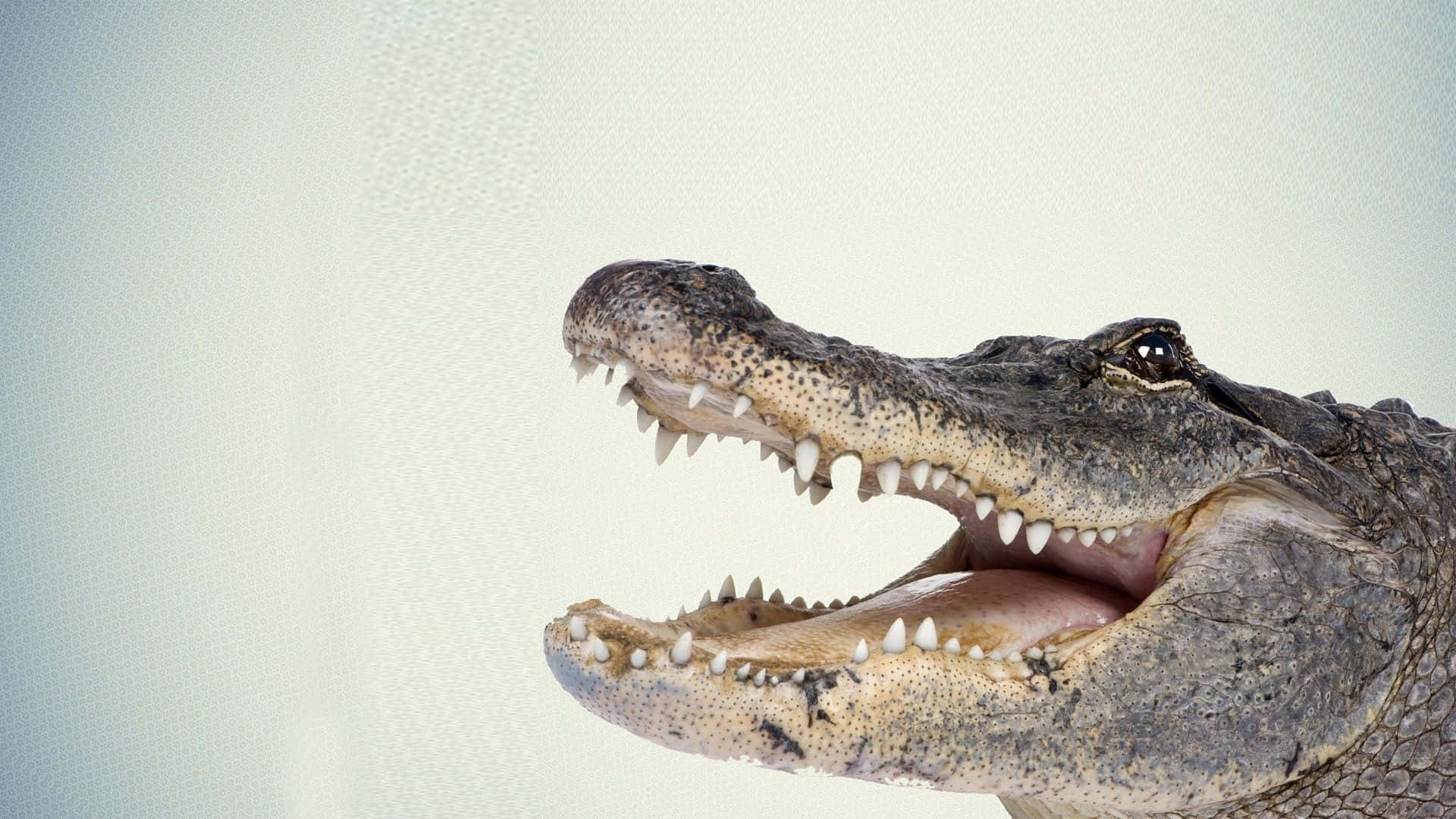 Krokodilstor Öppen Mun Bild