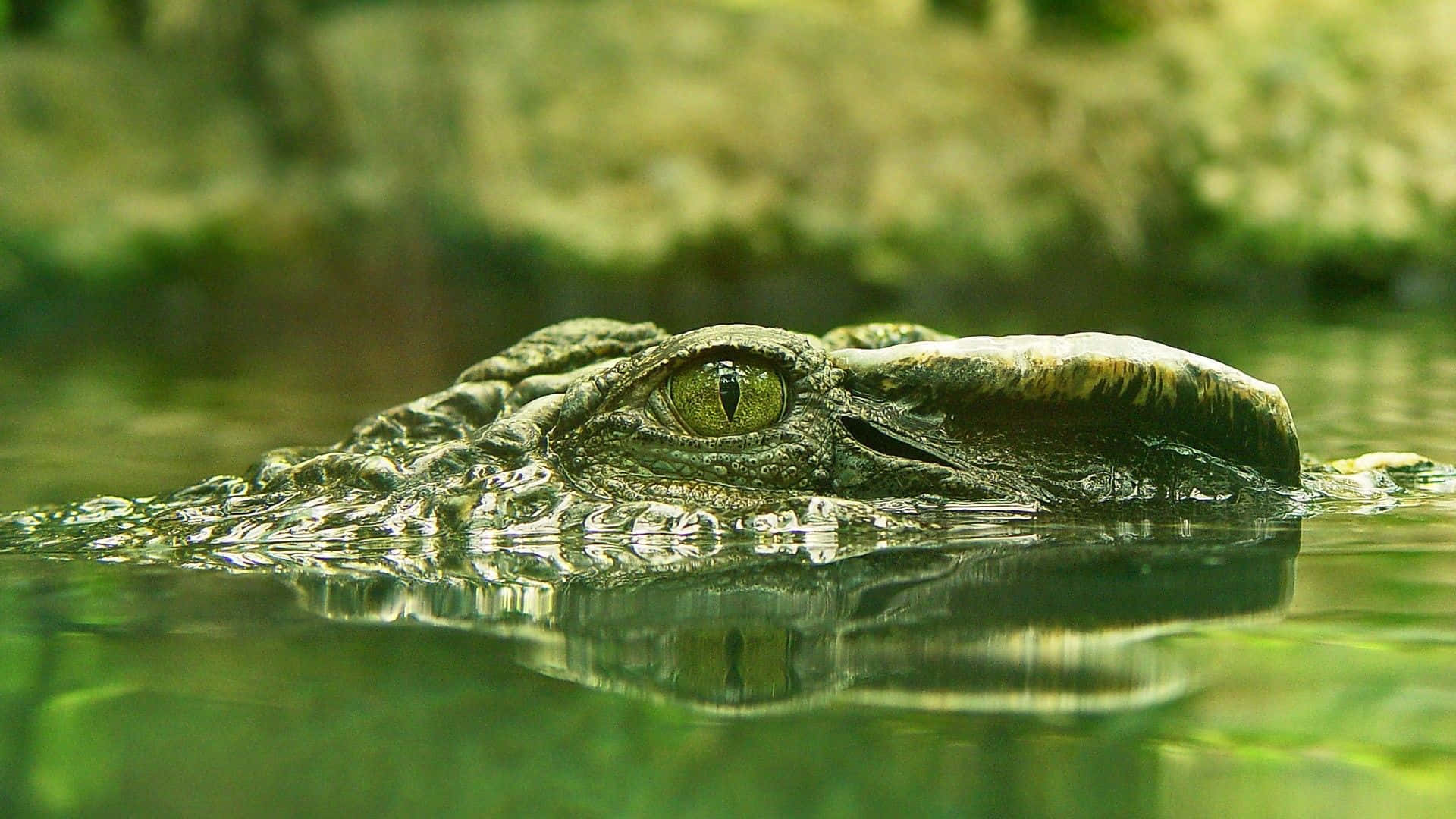 Green Mossy Water Crocodile Picture