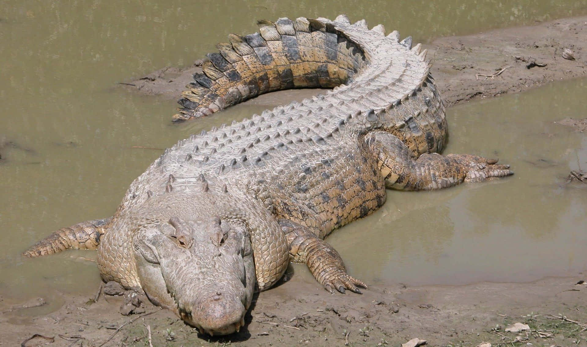 Huge Fat Crocodile Muddy Picture