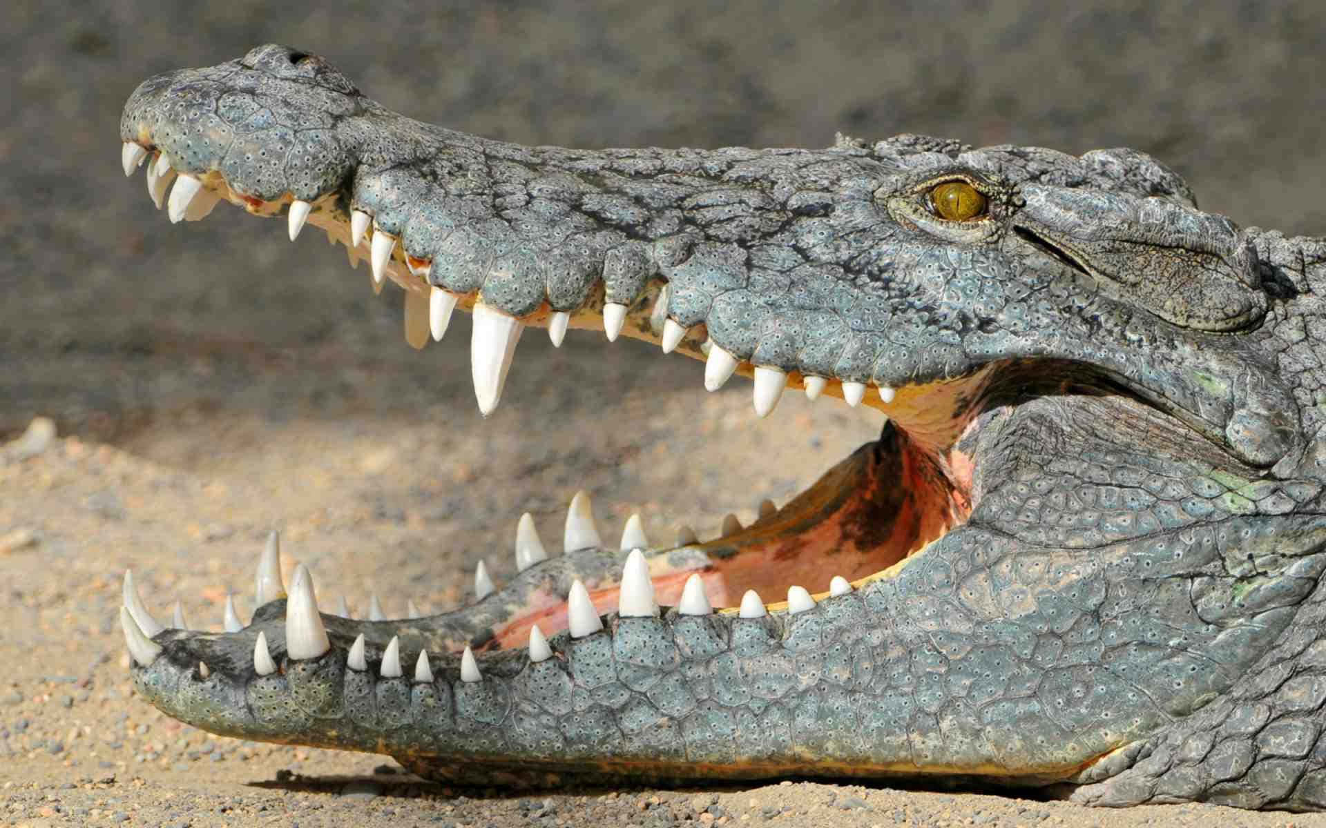 Krokodilbild Med Vassa Långa Tänder.