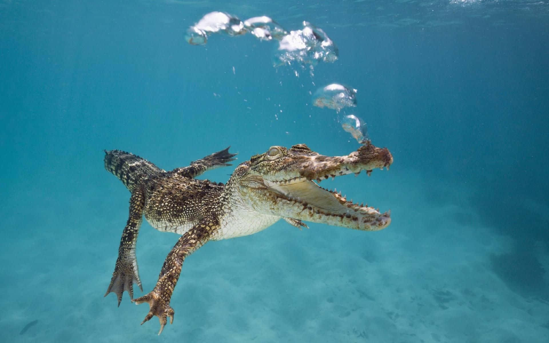 Crocodile Swimming Clear Water Picture