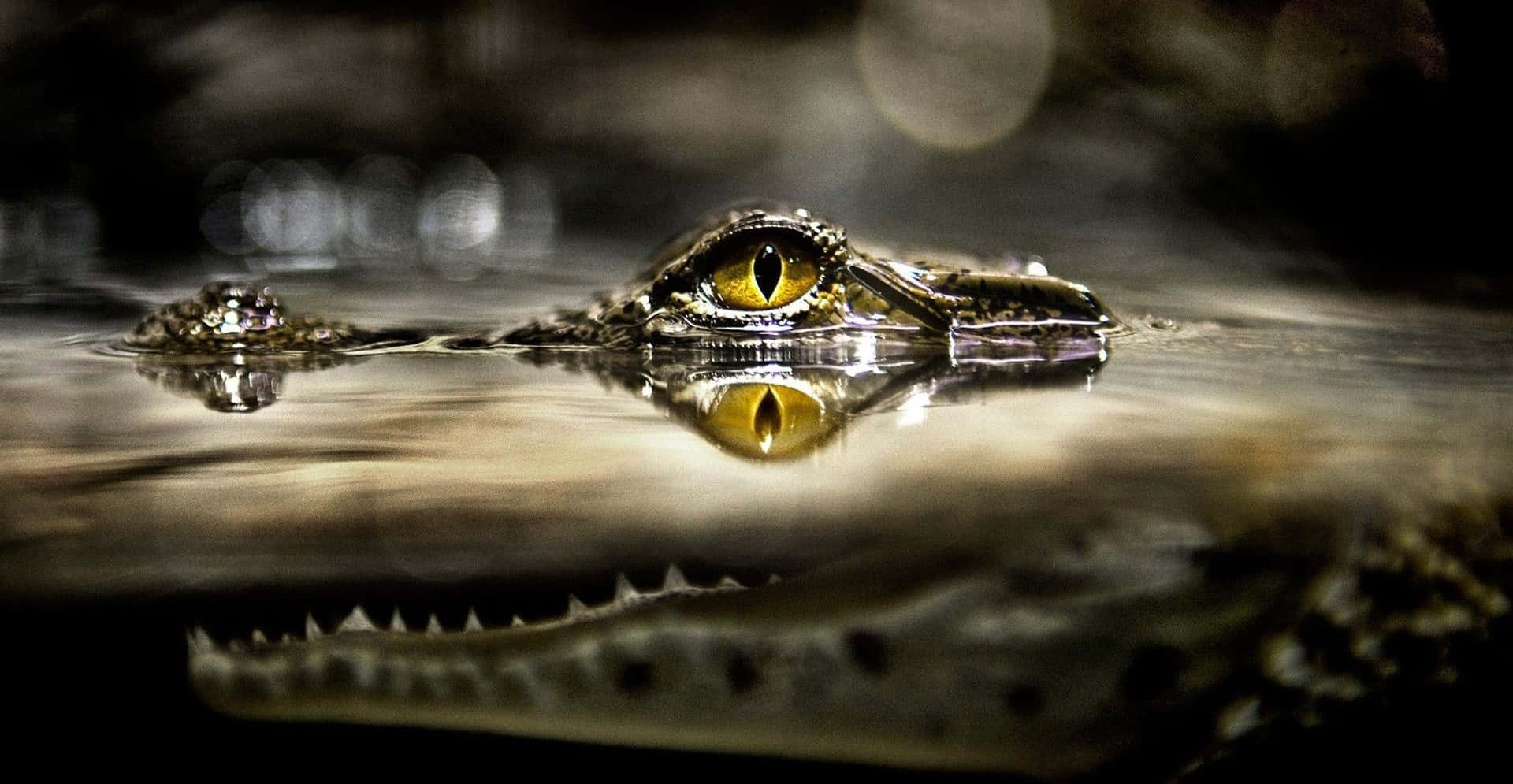 Cool Green Eye Crocodile Picture