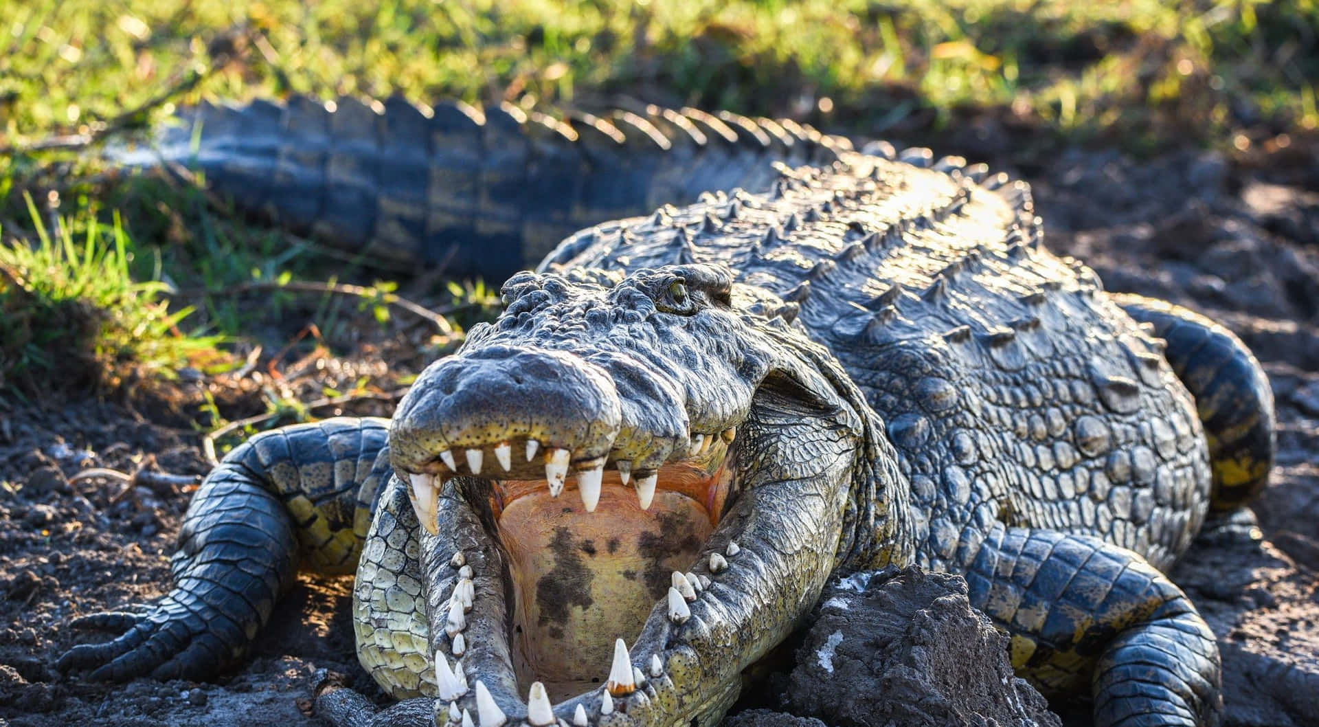 Wild Crocodile Open Mouth Picture