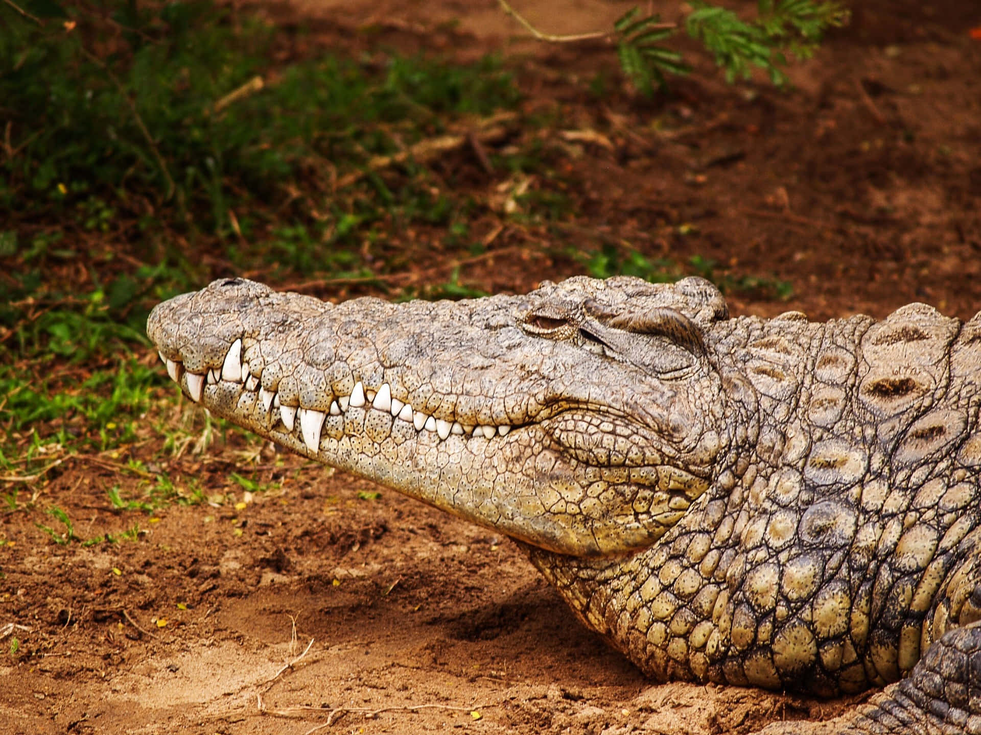 Big Light Brown Crocodile Picture