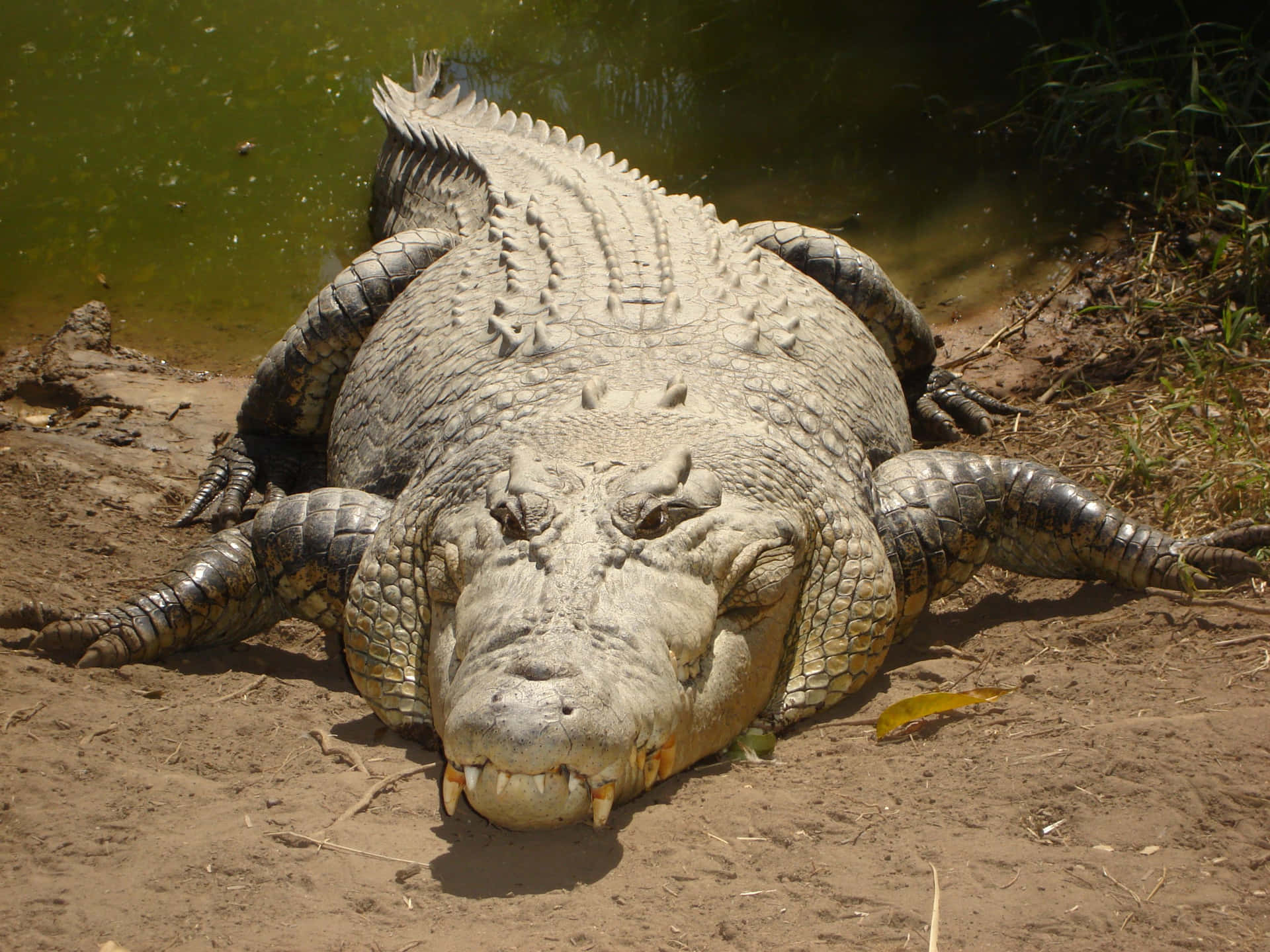 Huge Fat Light Brown Crocodile Picture