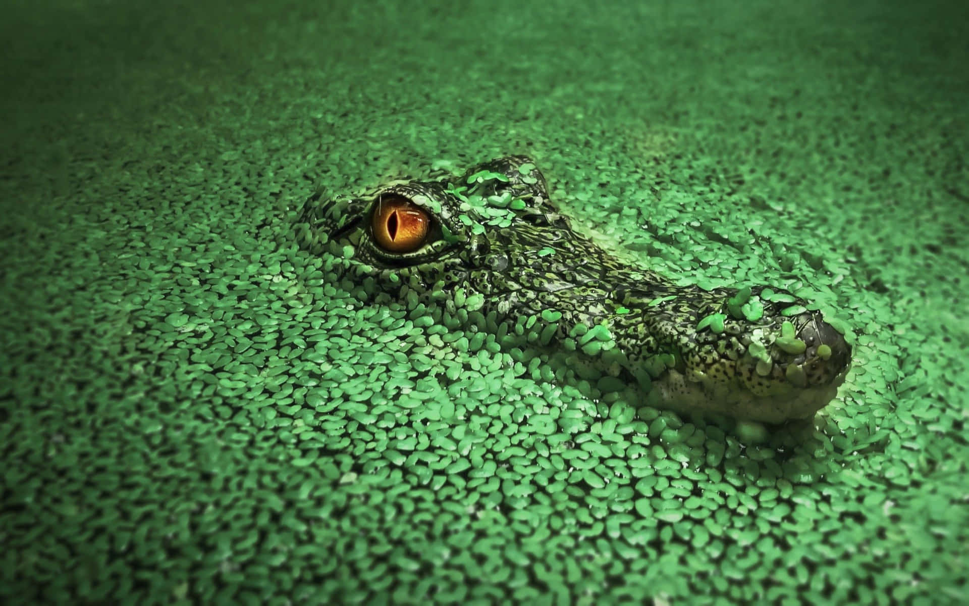 Mossagrön Vatten Krokodil Bild