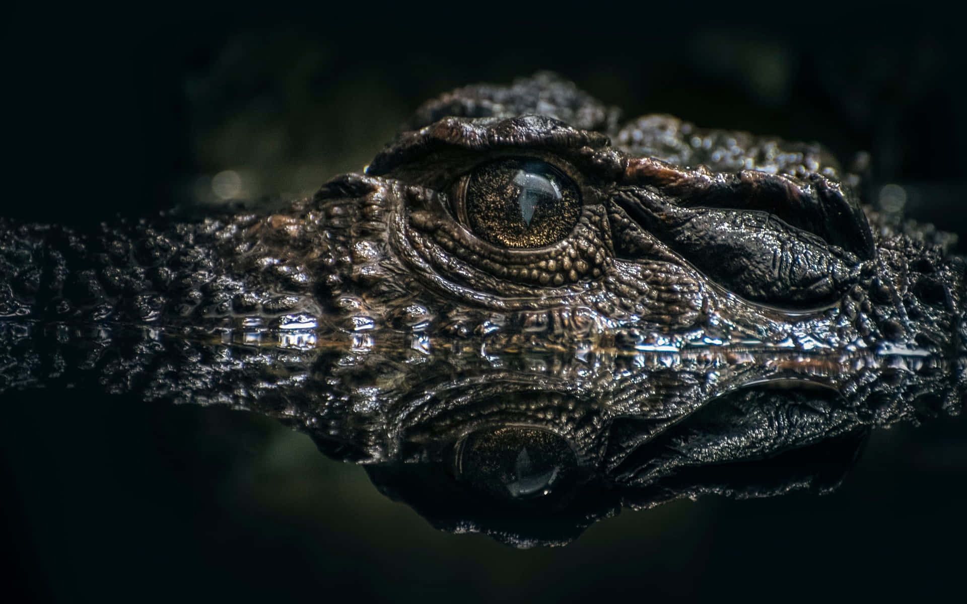 Dark Eyes Rough Crocodile Picture