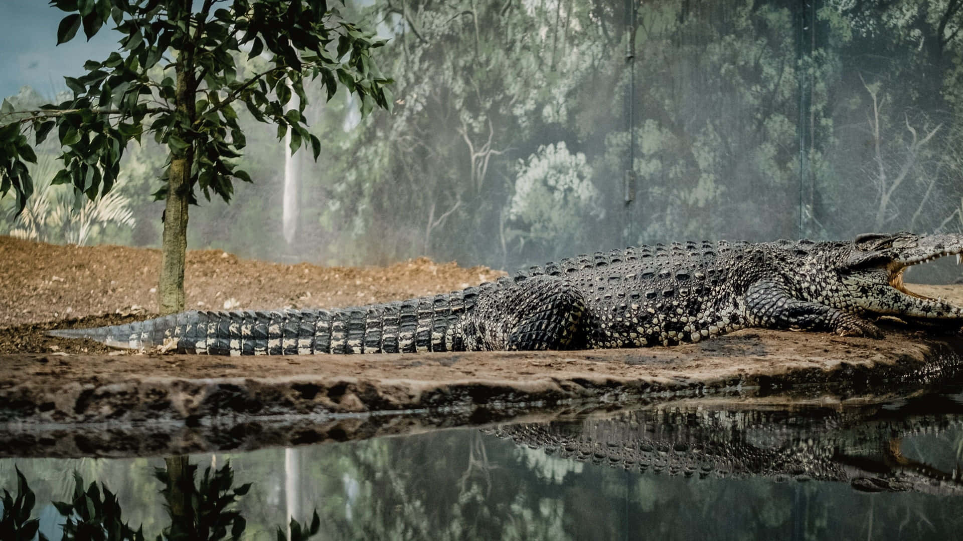 Big Long Dark Crocodile Picture