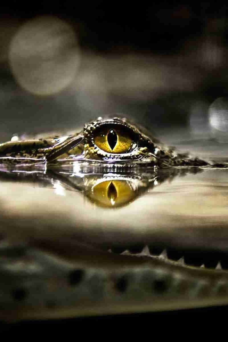 Coolbild Av En Krokodil Med Gula Ögon.