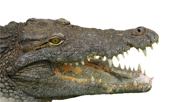 Crocodile Profilewith Open Jaw PNG