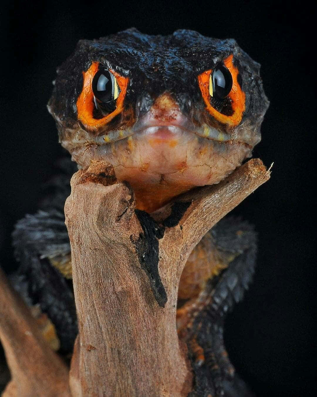 Crocodile Skink Closeup Portret Achtergrond