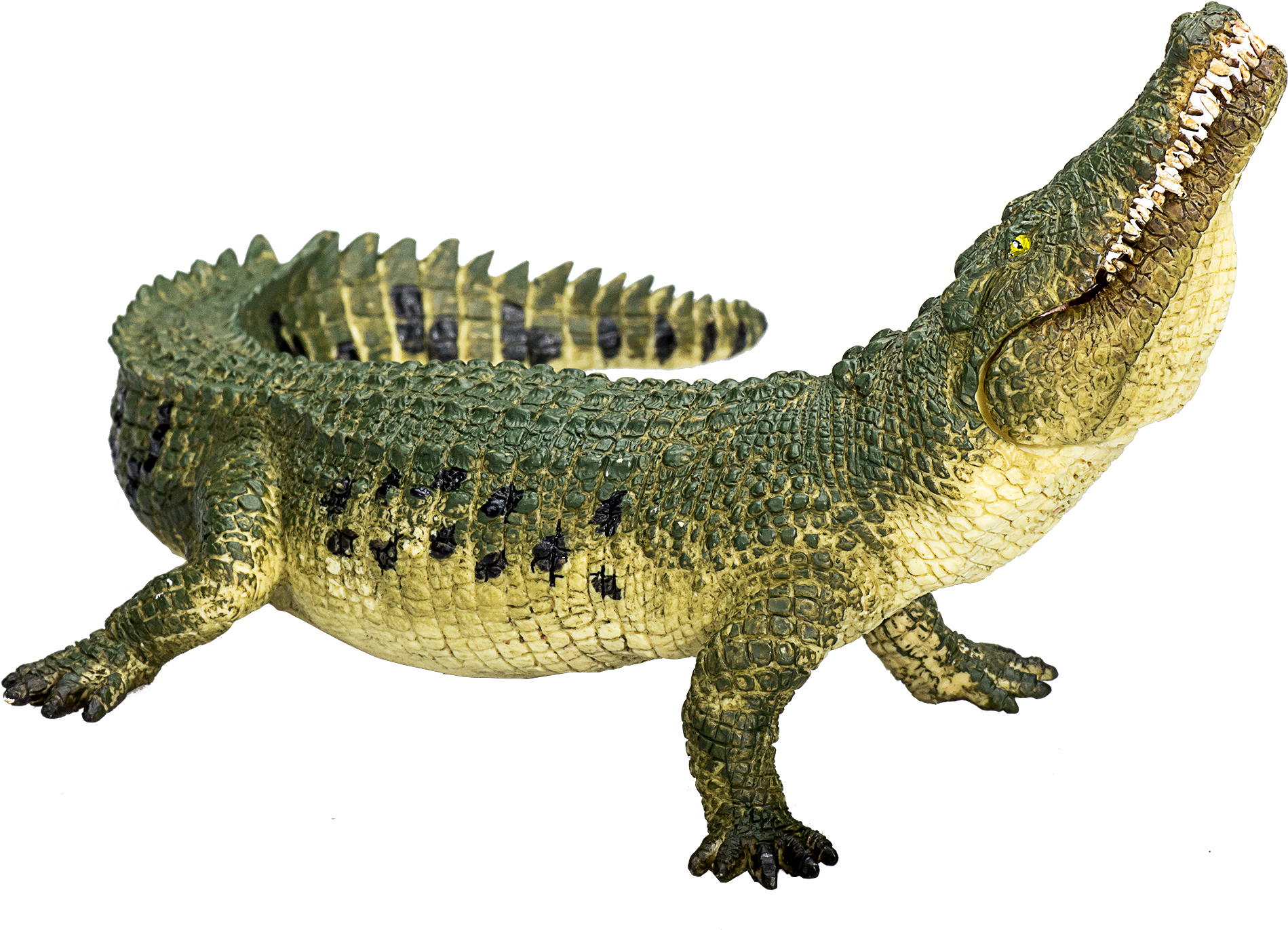 Crocodileon Teal Background.png PNG