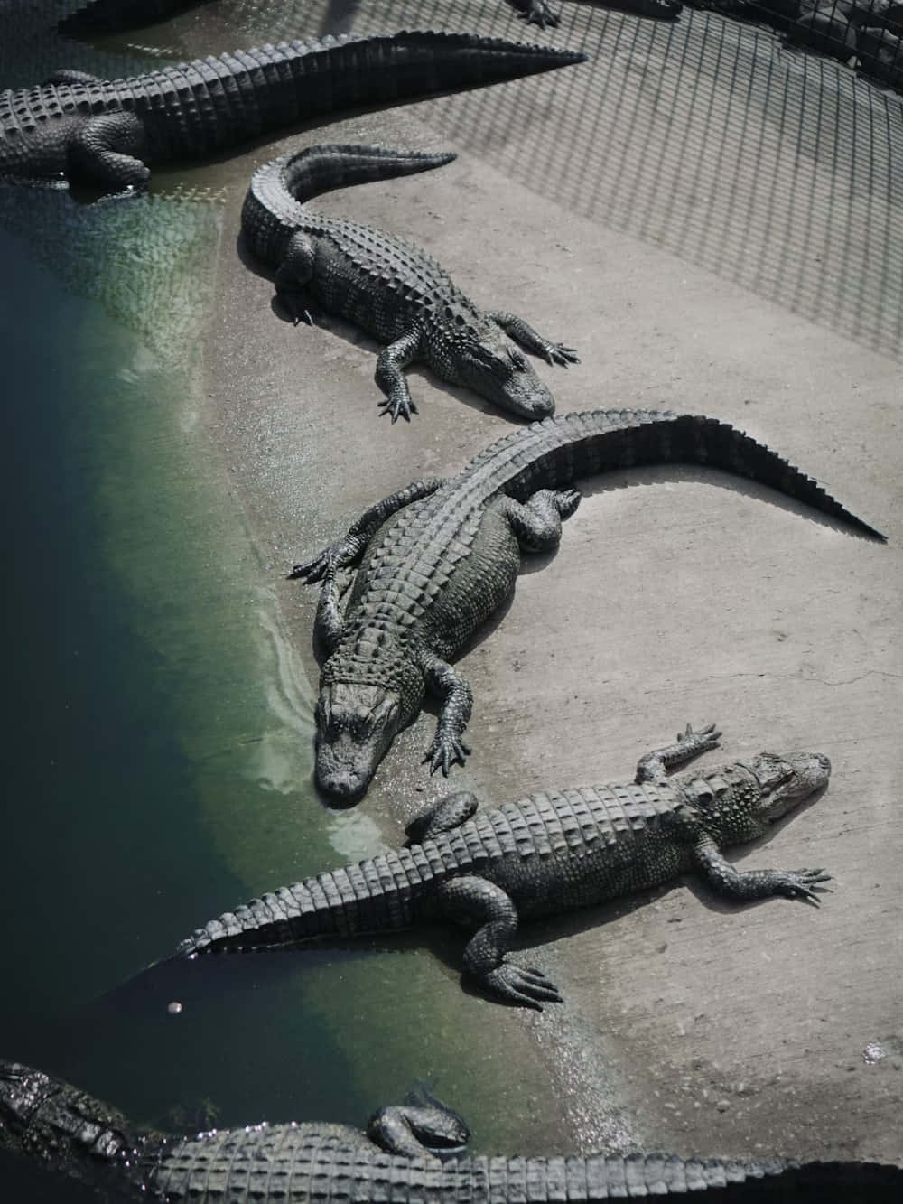 Crocodiles Restingby Water Wallpaper