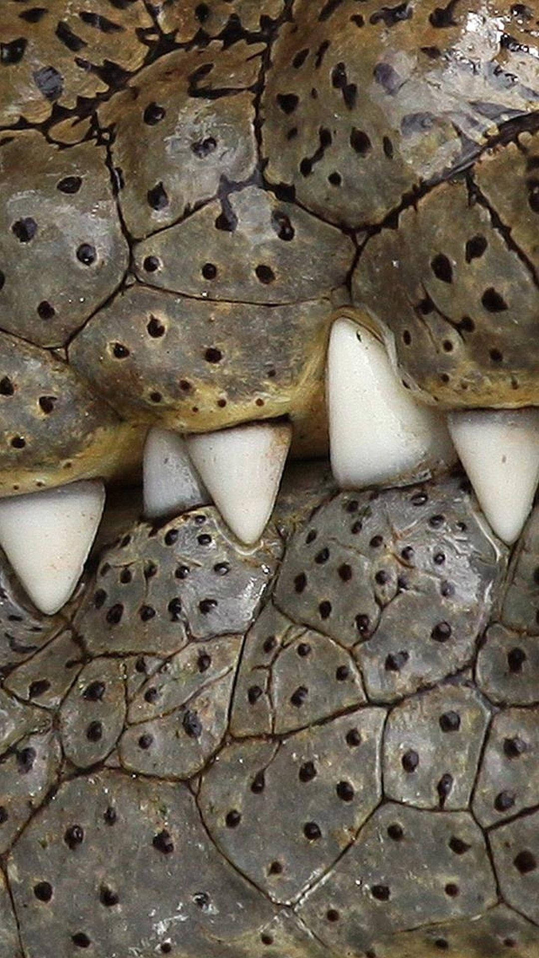 Crocodiles Teeth Africa Iphone Wallpaper