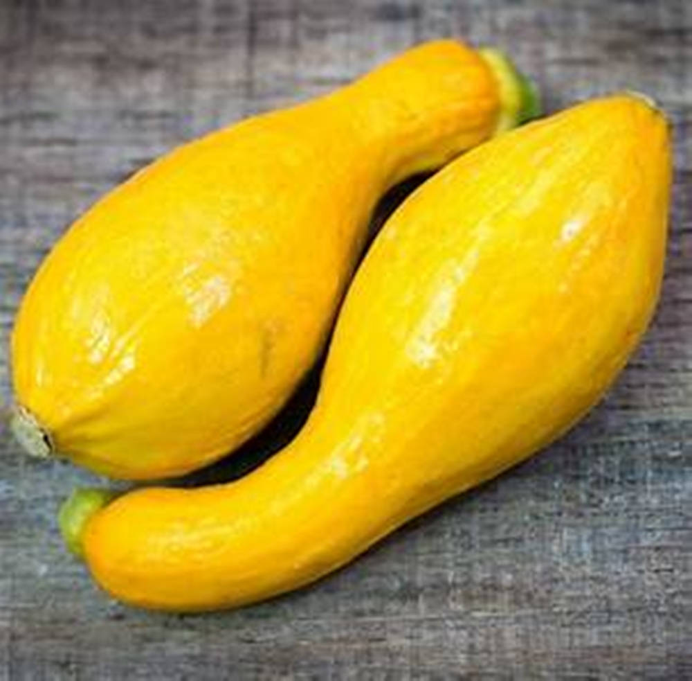 Frutasde Calabaza Amarilla En Forma De Cuello De Cisne. Fondo de pantalla