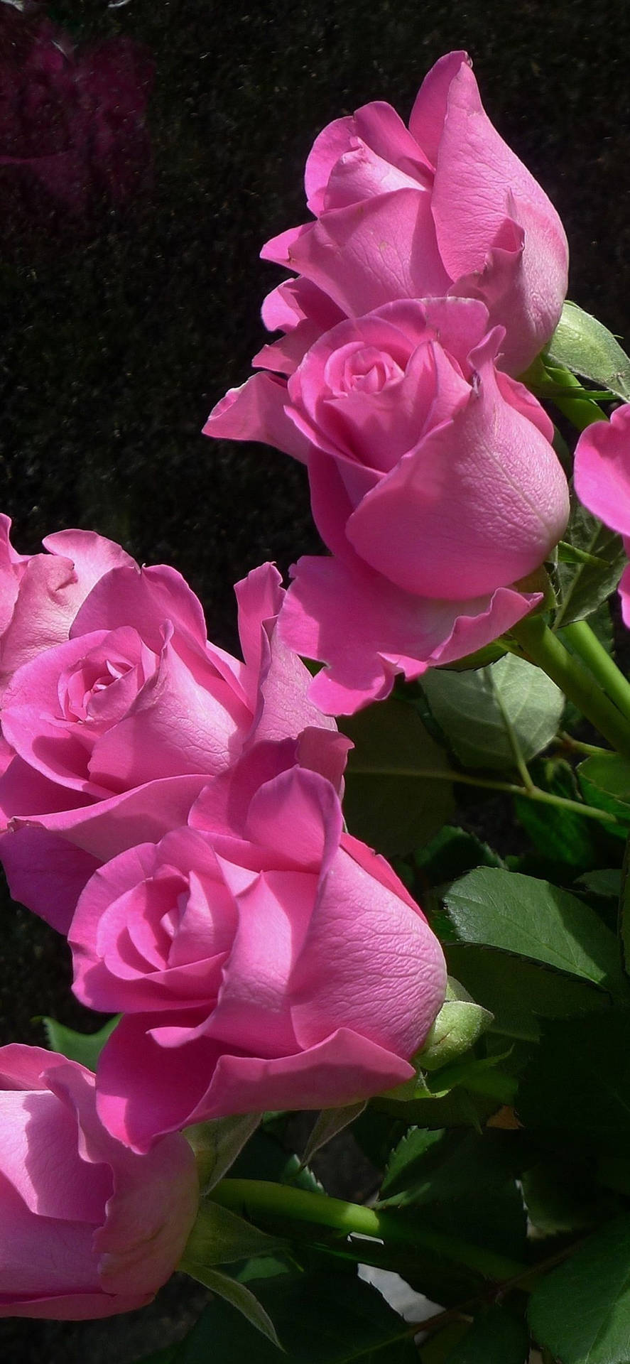 Fondode Pantalla Para Iphone Con Rosas Rosadas Recortadas Sobre Un Fondo Negro. Fondo de pantalla