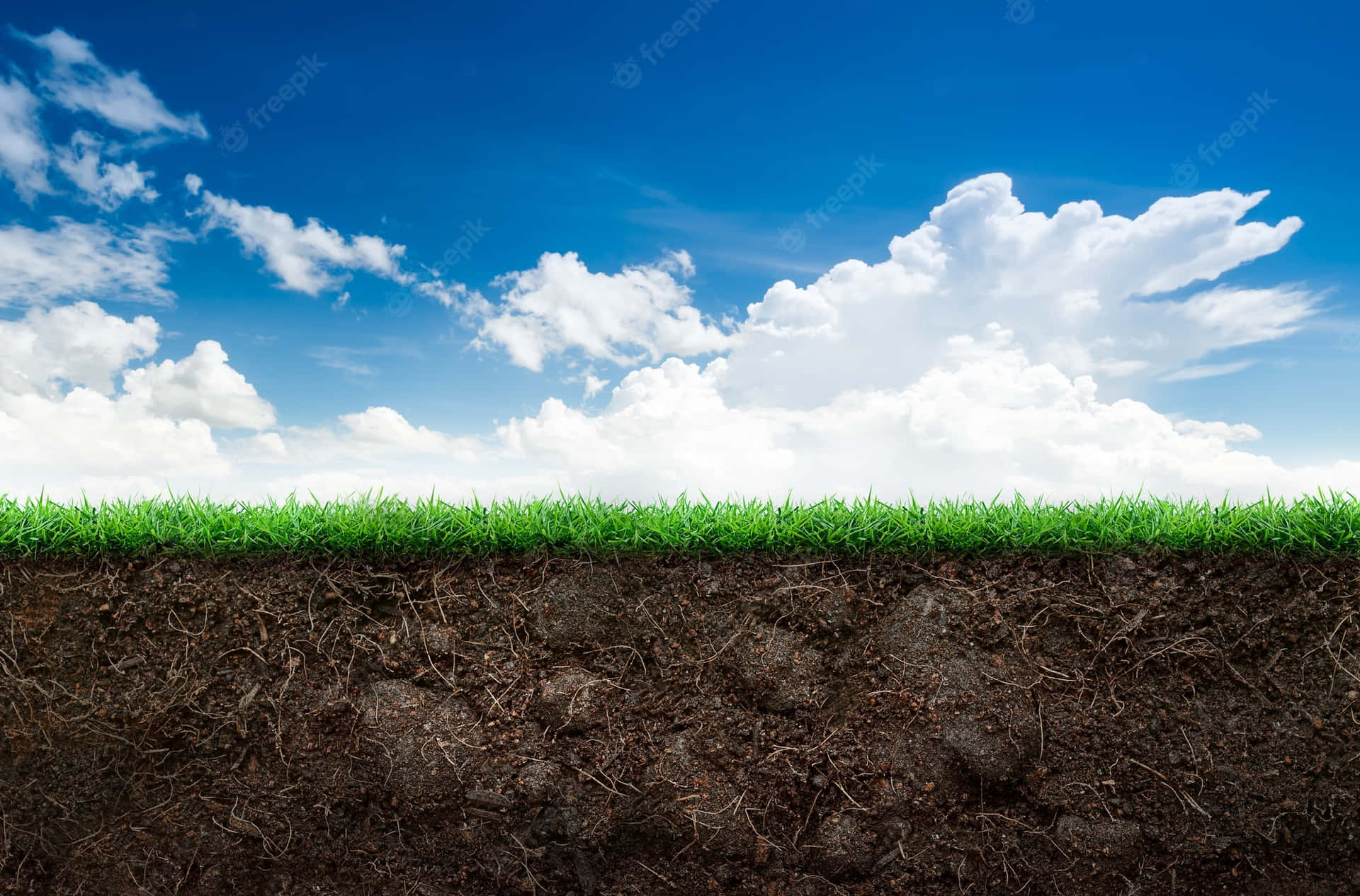 Cross-section Of A Grass And Soil Wallpaper