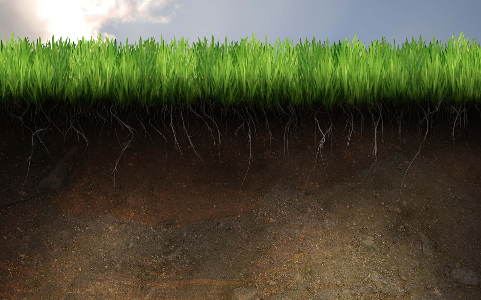 Cross Section Of Grass And Soil Wallpaper